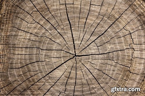 Collection of old stump wood bark pattern background is a piece of wood ax 25 HQ Jpeg