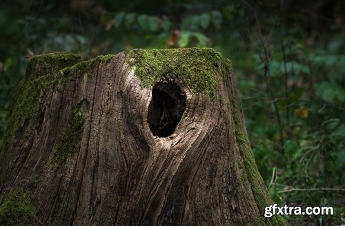 Collection of old stump wood bark pattern background is a piece of wood ax 25 HQ Jpeg