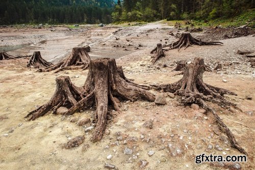 Collection of old stump wood bark pattern background is a piece of wood ax 25 HQ Jpeg