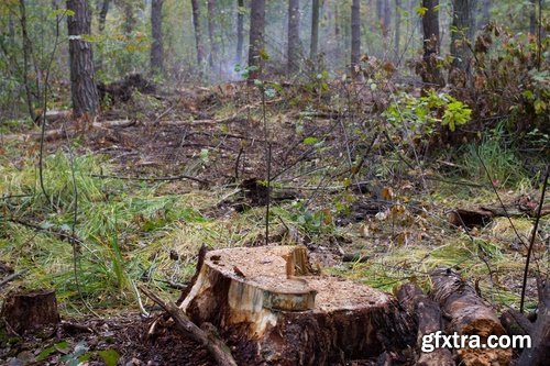 Collection of old stump wood bark pattern background is a piece of wood ax 25 HQ Jpeg