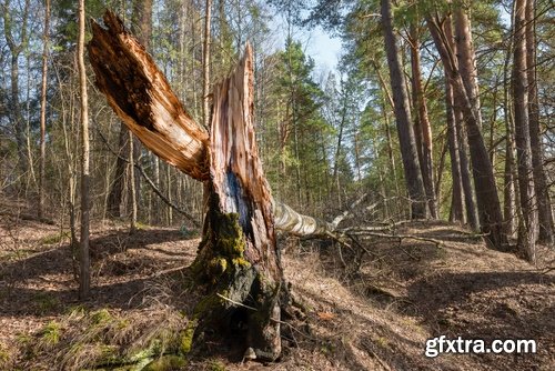 Collection of old stump wood bark pattern background is a piece of wood ax 25 HQ Jpeg