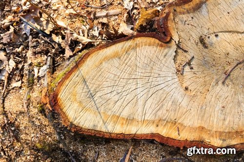 Collection of old stump wood bark pattern background is a piece of wood ax 25 HQ Jpeg