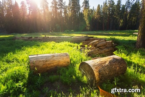 Collection of old stump wood bark pattern background is a piece of wood ax 25 HQ Jpeg