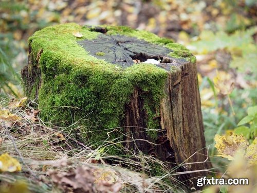 Collection of old stump wood bark pattern background is a piece of wood ax 25 HQ Jpeg