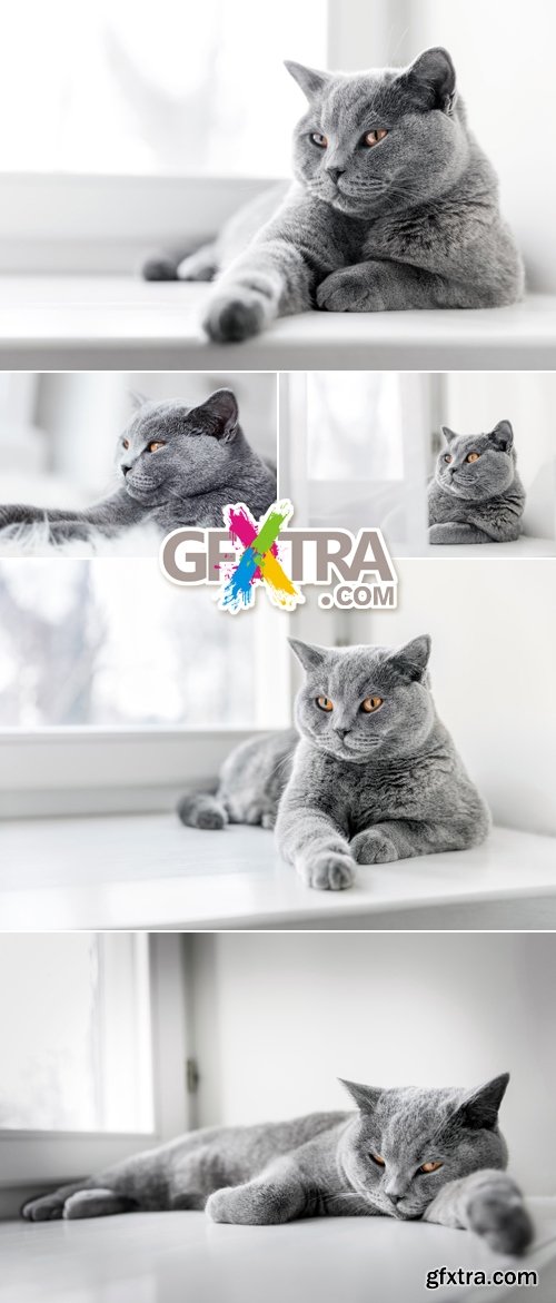 Stock Photo - Gorgeous British Cat