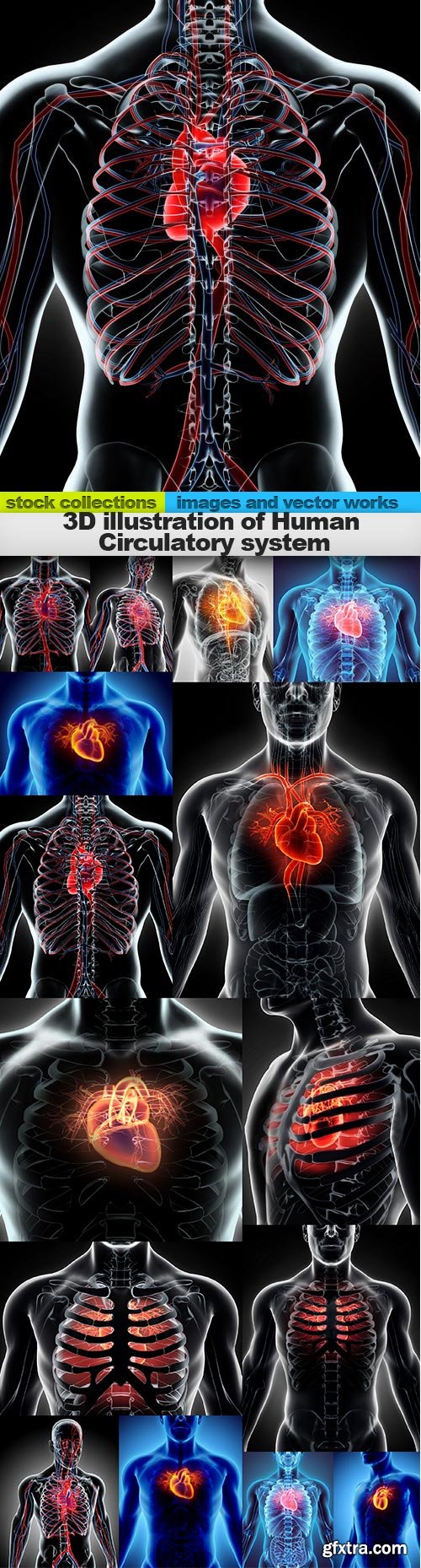 3D illustration of Human Circulatory system, 15 x UHQ JPEG