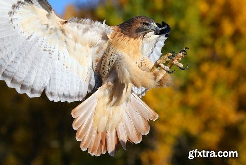 Collection of falcon eagle bird of prey hunting prey feather wing 25 HQ Jpeg