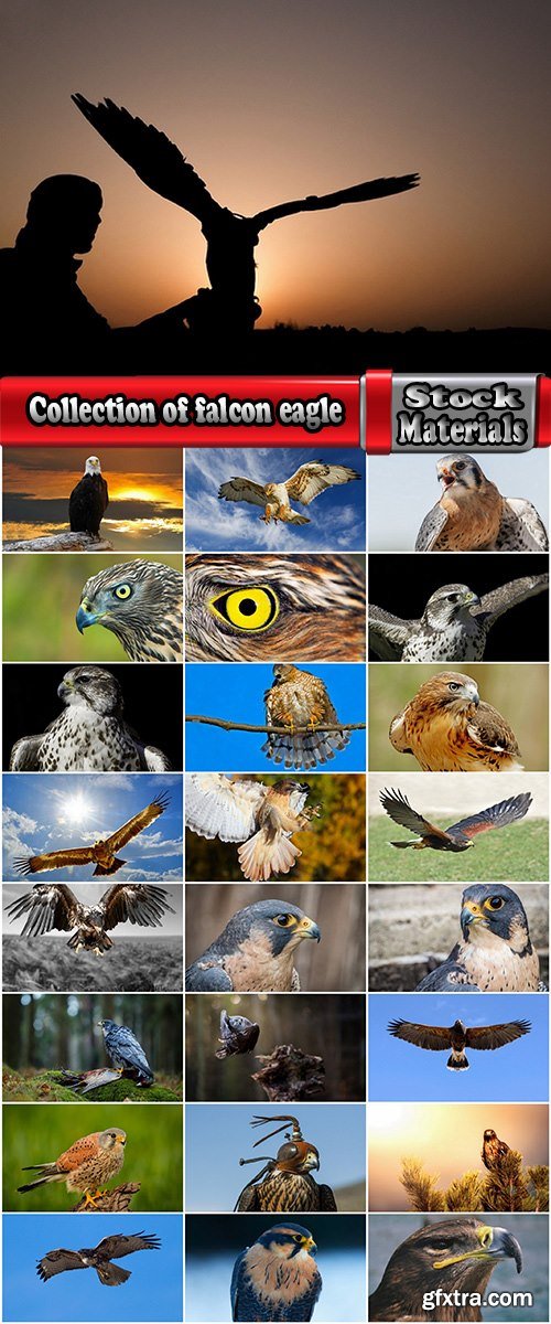 Collection of falcon eagle bird of prey hunting prey feather wing 25 HQ Jpeg