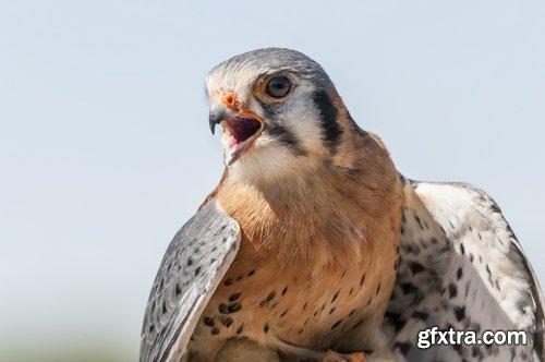 Collection of falcon eagle bird of prey hunting prey feather wing 25 HQ Jpeg