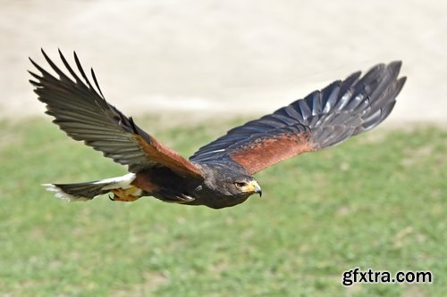 Collection of falcon eagle bird of prey hunting prey feather wing 25 HQ Jpeg