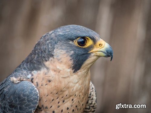 Collection of falcon eagle bird of prey hunting prey feather wing 25 HQ Jpeg