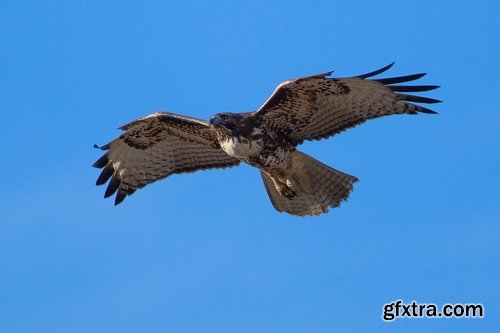 Collection of falcon eagle bird of prey hunting prey feather wing 25 HQ Jpeg