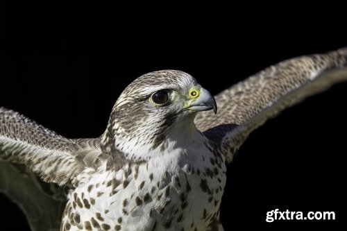 Collection of falcon eagle bird of prey hunting prey feather wing 25 HQ Jpeg