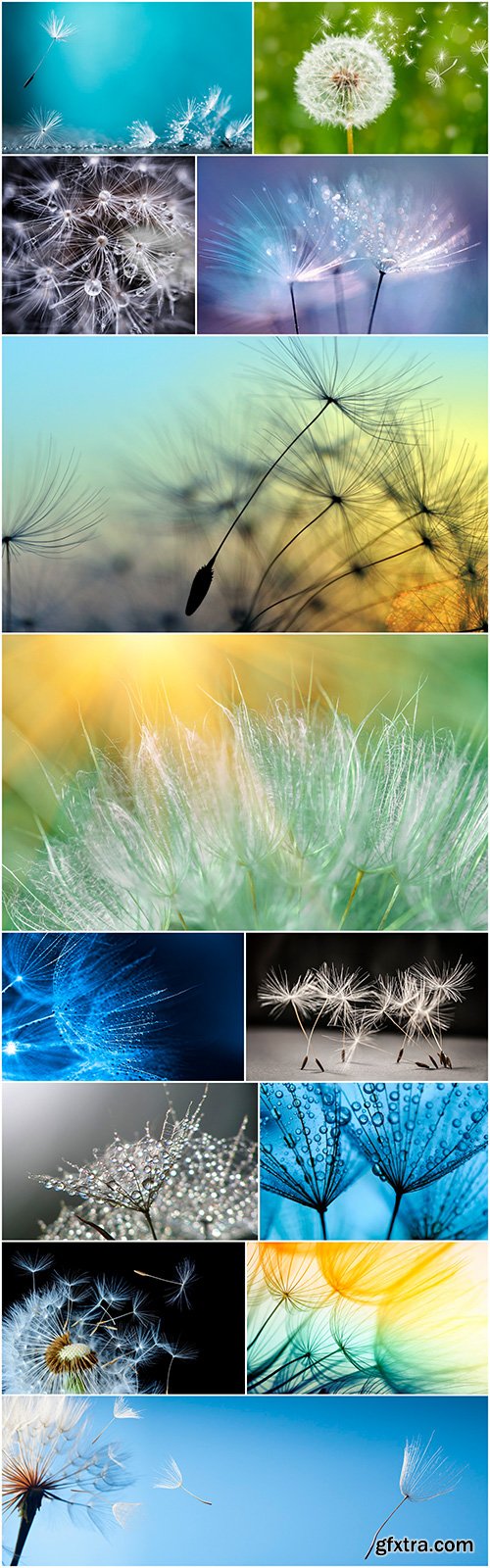 Dandelion - 13 UHQ JPEG