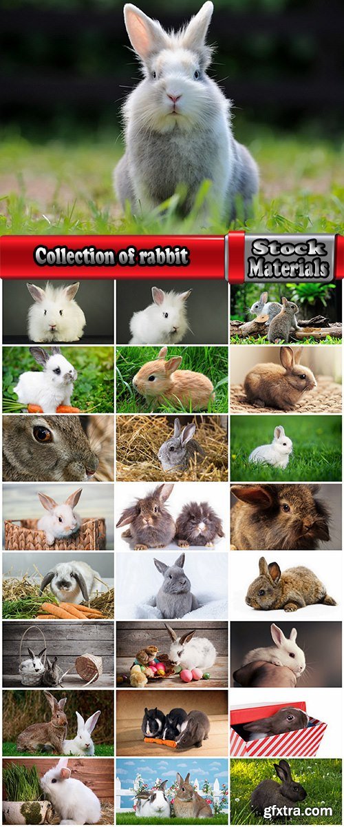 Collection of rabbit fur rodent 25 HQ Jpeg