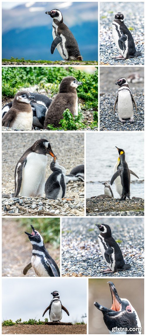 Magellanic Penguin 10X JPEG