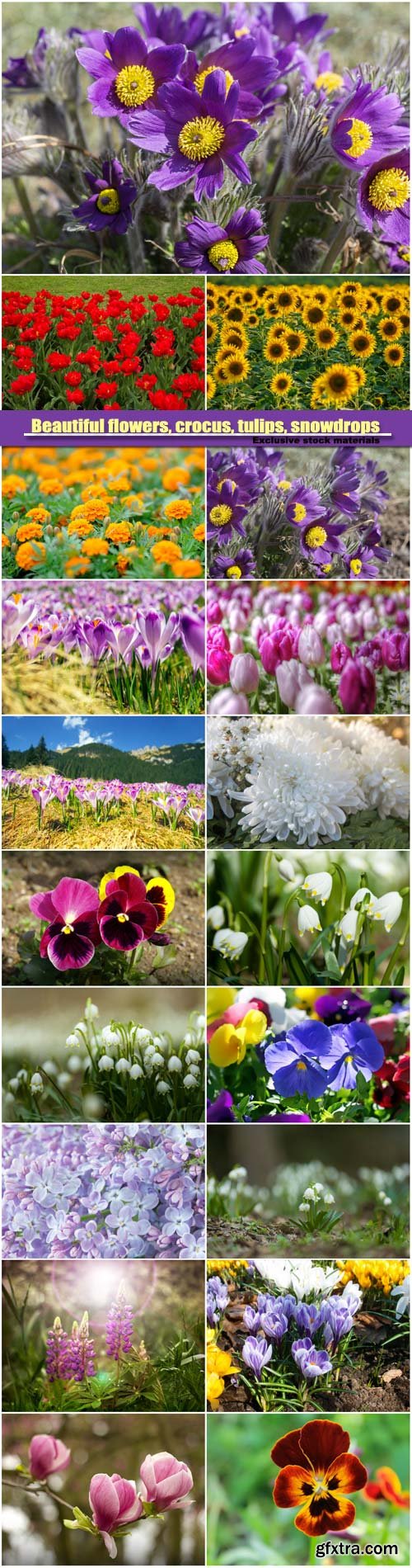 Beautiful flowers, crocus, tulips, snowdrops and lilac