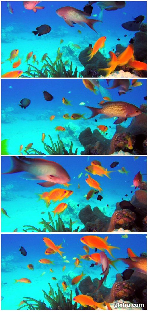 Footage Beautiful colorful underwater fish