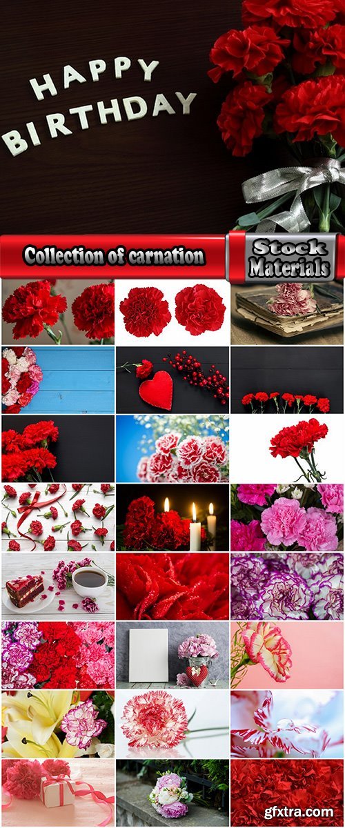 Collection of carnation flower petal aroma aromatherapy 25 HQ Jpeg