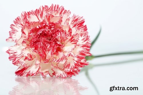 Collection of carnation flower petal aroma aromatherapy 25 HQ Jpeg