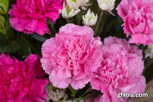 Collection of carnation flower petal aroma aromatherapy 25 HQ Jpeg