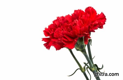 Collection of carnation flower petal aroma aromatherapy 25 HQ Jpeg