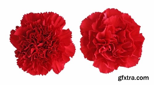 Collection of carnation flower petal aroma aromatherapy 25 HQ Jpeg