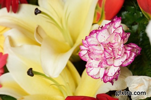 Collection of carnation flower petal aroma aromatherapy 25 HQ Jpeg