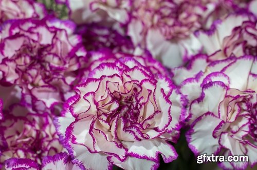 Collection of carnation flower petal aroma aromatherapy 25 HQ Jpeg