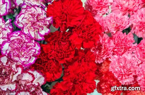 Collection of carnation flower petal aroma aromatherapy 25 HQ Jpeg