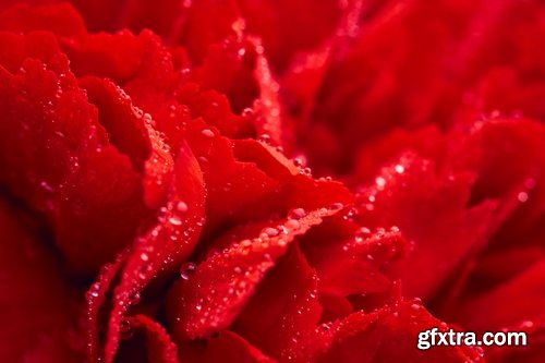 Collection of carnation flower petal aroma aromatherapy 25 HQ Jpeg