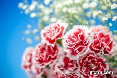 Collection of carnation flower petal aroma aromatherapy 25 HQ Jpeg