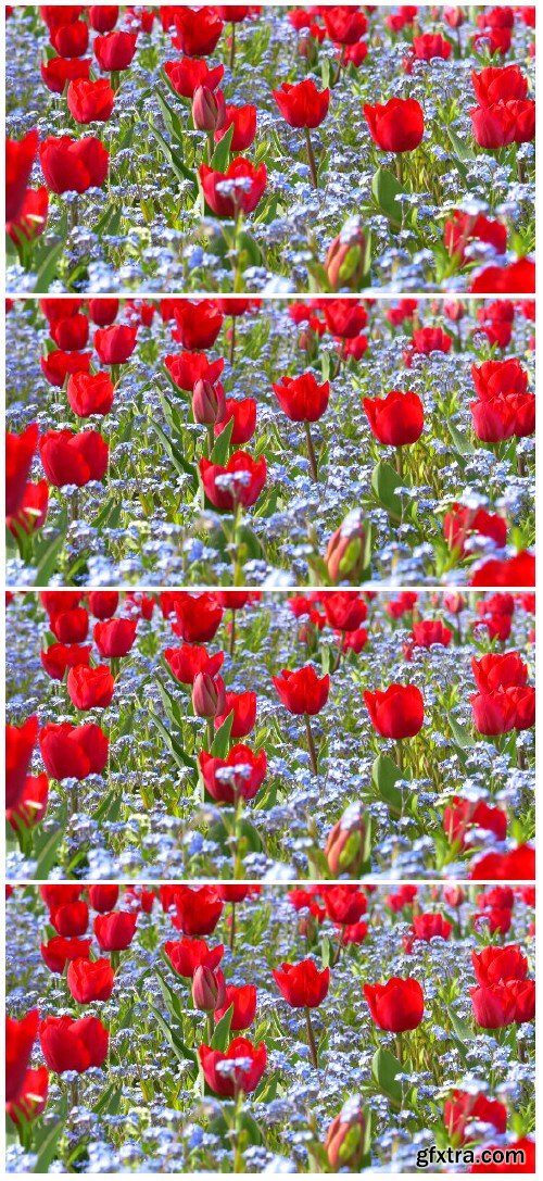 Video footage Red tulip garden in springtime HD