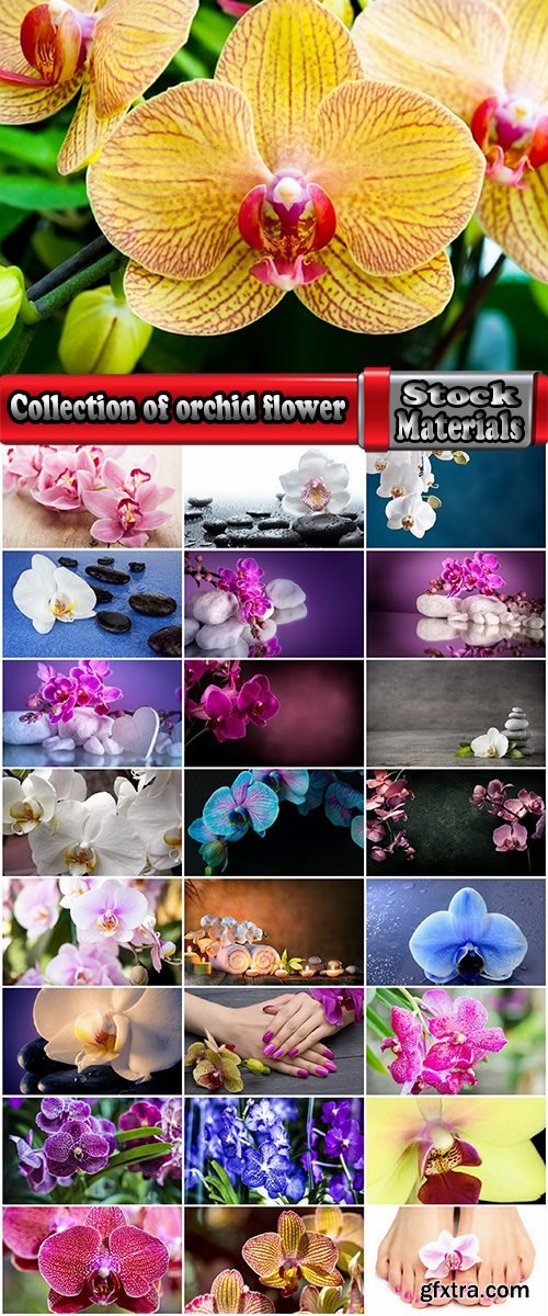 Collection of orchid flower petal aroma aromatherapy 25 HQ Jpeg