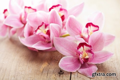 Collection of orchid flower petal aroma aromatherapy 25 HQ Jpeg