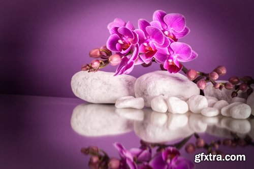 Collection of orchid flower petal aroma aromatherapy 25 HQ Jpeg