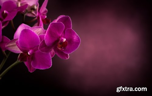 Collection of orchid flower petal aroma aromatherapy 25 HQ Jpeg