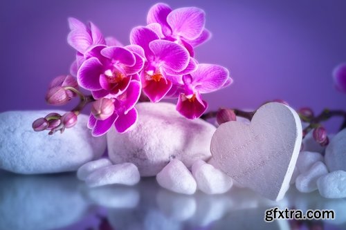 Collection of orchid flower petal aroma aromatherapy 25 HQ Jpeg