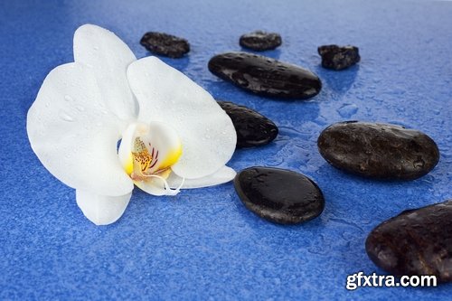 Collection of orchid flower petal aroma aromatherapy 25 HQ Jpeg