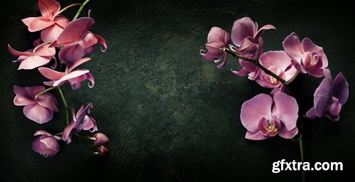 Collection of orchid flower petal aroma aromatherapy 25 HQ Jpeg