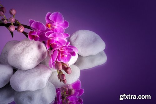 Collection of orchid flower petal aroma aromatherapy 25 HQ Jpeg