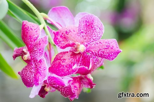 Collection of orchid flower petal aroma aromatherapy 25 HQ Jpeg