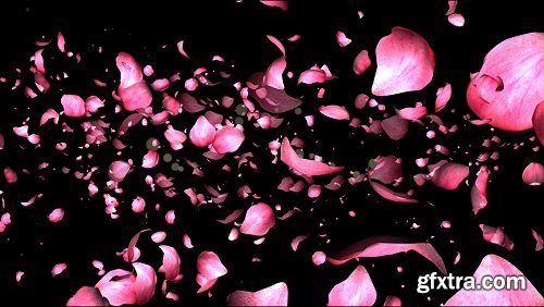 Rose petals transition