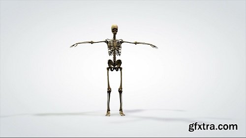 3d anatomical model rotation human skeleton