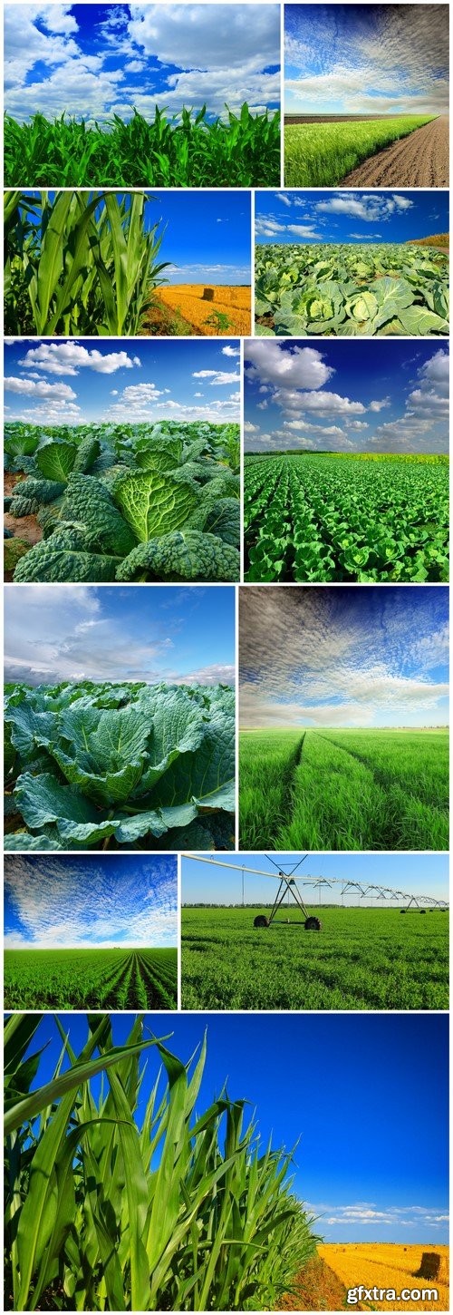 Agriculture, corn crop and cabbage 11X JPEG