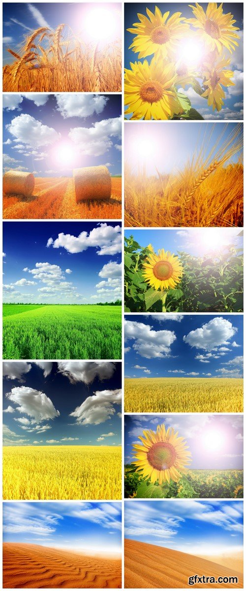 Beautiful field with sunflower and wheat 11X JPEG