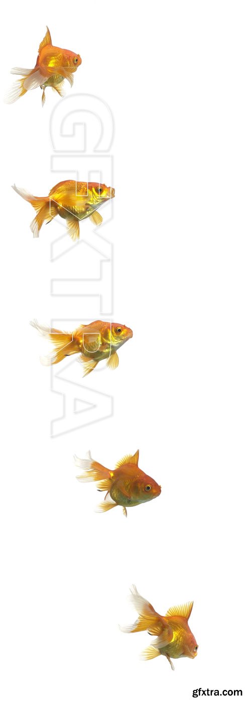 Single goldfish animal isolated on white background Footage