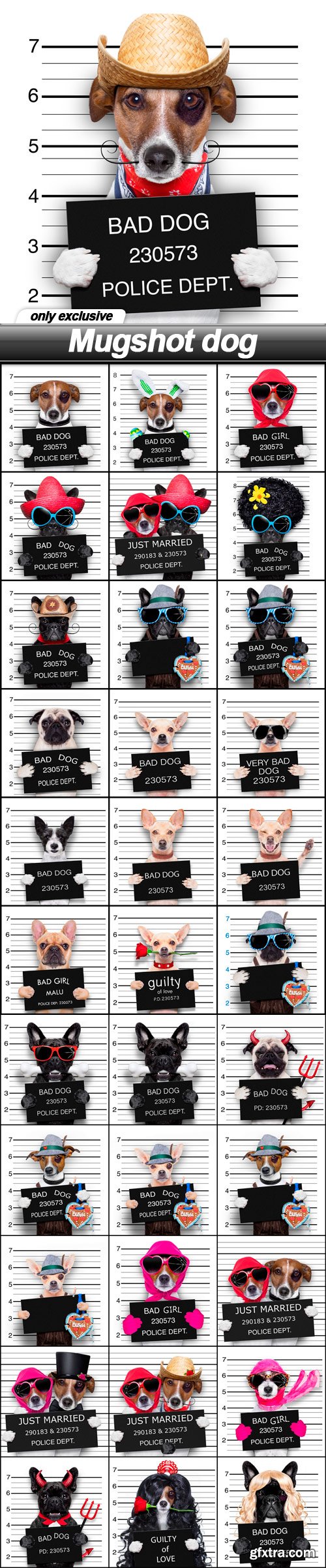 Mugshot dog - 34 UHQ JPEG