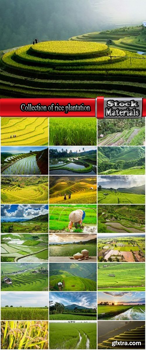 Collection of rice plantation sprout green stem 25 HQ Jpeg