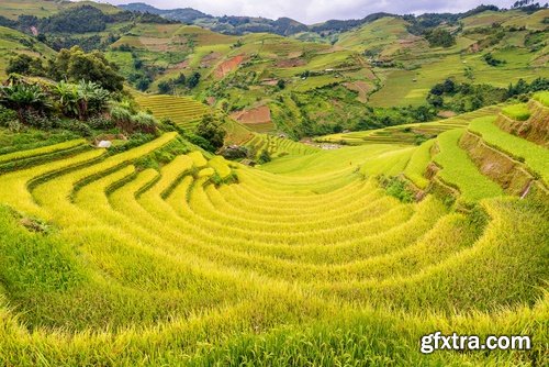 Collection of rice plantation sprout green stem 25 HQ Jpeg